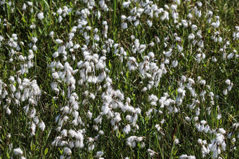 兔子的尾巴cottongrass草丛cottongrass埃里奥弗鲁姆2015: 2湿地盛开的春天