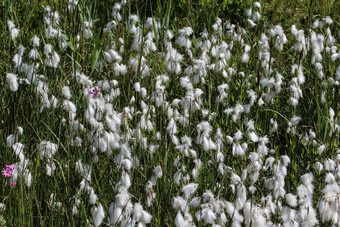 兔子的尾巴cottongrass<strong>草丛</strong>cottongrass埃里奥弗鲁姆2015: 2湿地盛开的春天