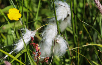兔子的尾巴cottongrass草丛cottongrass埃里奥弗鲁姆2015: 2湿地盛开的春天