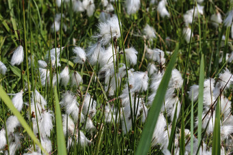 兔子的尾巴cottongrass草丛cottongrass埃里奥弗鲁姆2015: 2湿地盛开的春天