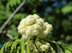 罗文山灰花楸属山楂花盛开的春天