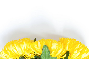 充满活力的黄色的菊花白色背景平躺霍尔