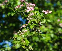 粉红色的花米德兰山楂英语山楂Crataegus拉维加塔盛开的春天