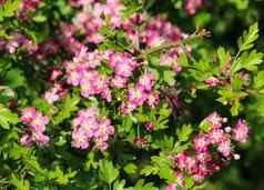 粉红色的花米德兰山楂英语山楂Crataegus拉维加塔盛开的春天