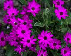 花园瓜叶菊紫色的花瓜叶菊矮牵牛盛开的春天