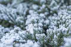 霜分支机构冬天冬天景观冬天背景雪分支机构树叶子圣诞节问候卡