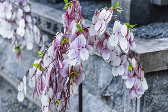 8月日本inuyama树日本寺庙日本祝树文本日本