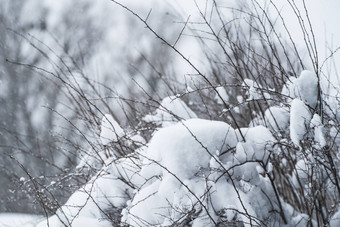 冻冬天分支机构秃树多雾的冬天景观背景冬天背景雪分支机构树叶子圣诞节问候卡霜分支机构冬天冬天景观