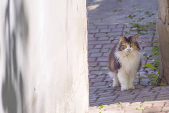 猫抓住了蜥蜴世界猫小猫蜥蜴小猫<strong>捕食者</strong>猎人猎人猎物