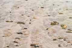 海贝壳石头海黄色的海滩海贝壳桑迪海滩