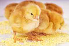 新生儿鸡黄色的鸡吃小米