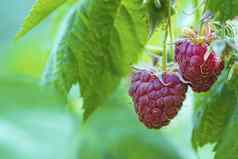 失去成熟的树莓水果花园成熟的树莓红色的树莓叶绿色背景