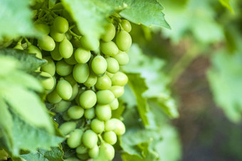 成熟的绿色葡萄日益增长的分支机构白色葡萄成熟的葡萄成长自然分支他来了绿色叶子水果成熟的