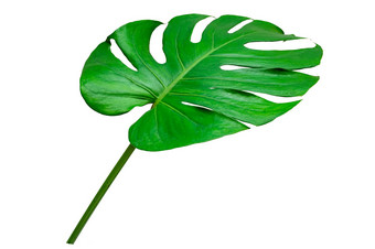 monstera<strong>叶子叶子</strong>隔离白色背景<strong>叶子</strong>白色