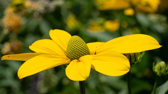 闪亮的<strong>松果</strong>菊黄雏菊属尼蒂达