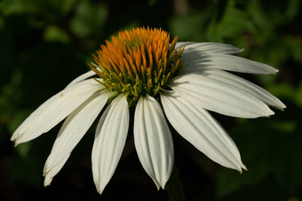 松果<strong>菊</strong>紫锥<strong>菊</strong>紫竹