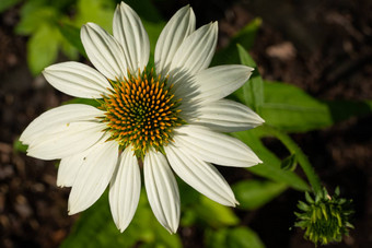 松果菊紫锥菊紫竹