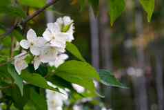 花山梅花被称为茉莉花模拟橙色gargen