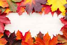 框架秋天枫木叶子孤立的白色背景
