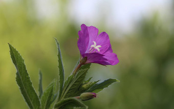 epilobium分子一般伟大的willowherb伟大的多毛的willowherb多毛的willowherb盛开的森林