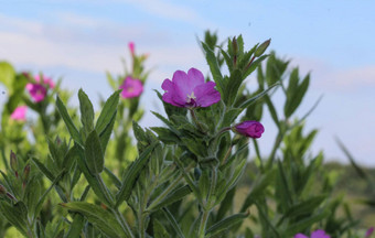 epilobium分子一般伟大的willowherb伟大的多毛的willowherb多毛的willowherb盛开的森林