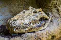 头骨尼罗河鳄鱼鳄鱼头盖骨爬行动物仍然是爬虫学