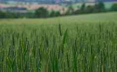 关闭视图小麦场和平法国农村