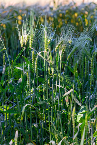 垂直照片日益增长的耳朵多汁的小麦场