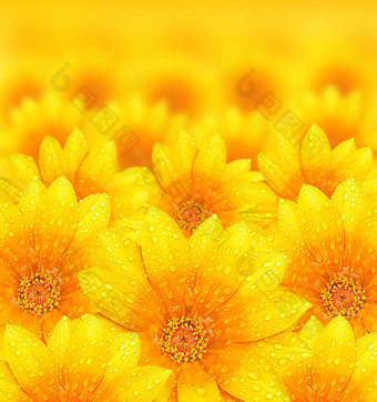 新鲜的黄色的花背景