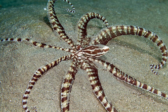模仿章鱼索姆章鱼拟态红色的海
