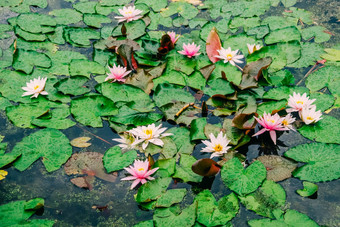 白色莉莉<strong>莲花池</strong>塘夏天