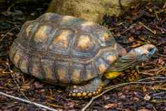 特写镜头肖像黄色的有足的乌龟巴西巨大的乌龟脆弱的爬行动物specie亚马逊盆地美国