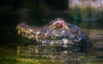 美丽的特写镜头头矮凯门鳄鳄鱼水热带爬行动物河流美国