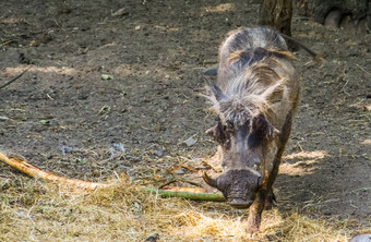 特写镜头女疣猪走相机热带野生野猪specie非洲