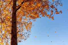 美丽的秋天景观风休息时间泛黄的树叶阿斯彭