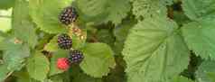 全景集团有机成熟的生黑莓日益增长的树德州美国