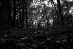 黑色的白色单色森林