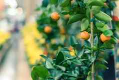 新鲜的金橘树越南月球一年市场美国