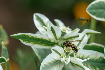 黄蜂花收集花粉宏
