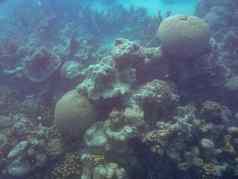 珊瑚漂白宁格鲁礁珊瑚湾