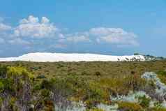 尖塔沙漠巨大的白色沙子沙丘西方澳大利亚景观