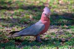 汤姆价格玫瑰襟凤头鹦鹉cacatu罗萨达卡里吉尼国家公园澳大利亚