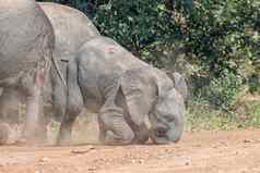 小非洲大象小腿下降鼻子