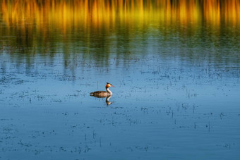 伟大的冠毛犬grebe<strong>足底</strong>头肌cristatus