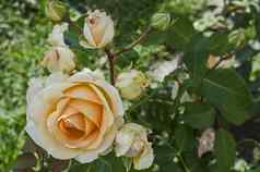 新鲜的米色布鲁姆玫瑰花花园区德鲁伊巴