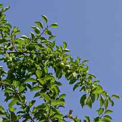 绿色水果野生李子日益增长的自然阳光明媚的一天区德鲁伊巴