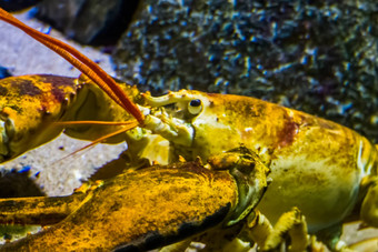 特写镜头脸美国龙虾热带甲壳纲动物specie大西洋海洋