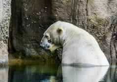 特写镜头肖像极地熊水脆弱的动物specie北极圆