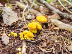 蘑菇坎塔雷勒斯西巴里乌斯一般鸡油菌金鸡油菌girolle日益增长的森林