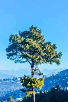针松针叶树蓝色的松松果体瓦利基亚纳大喜玛拉雅常绿树蓝色的色调树叶站蓝色的天空遥远的喀拉昆仑山脉印度教库什山